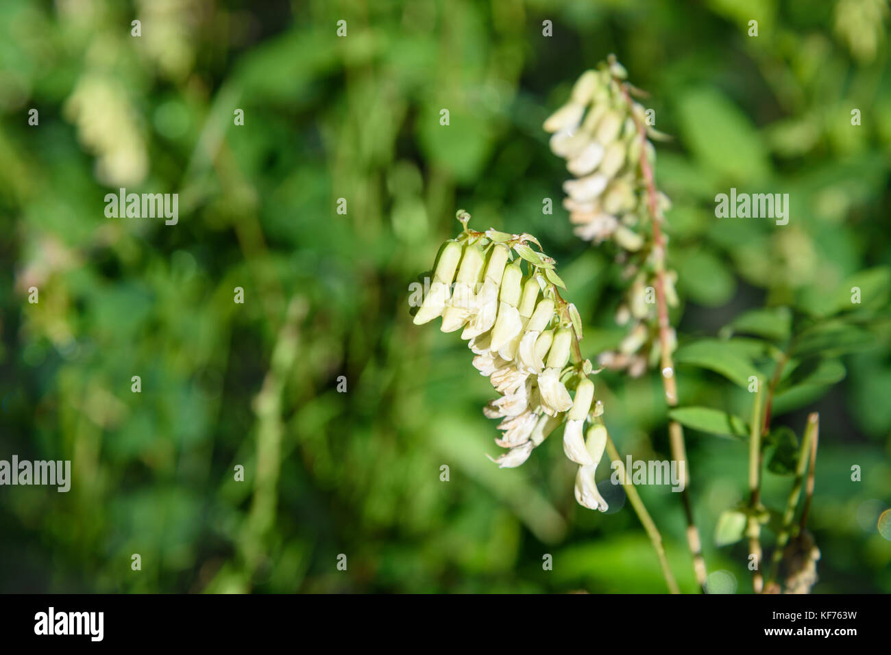 Hedysarum vicioides flowers in Aktru valley. Altai Republic, Siberia. Russia Stock Photo