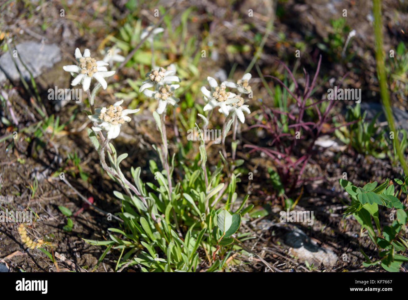 Leontopodium ochroleucum in Aktru valley. Altai Republic, Siberia. Russia Stock Photo