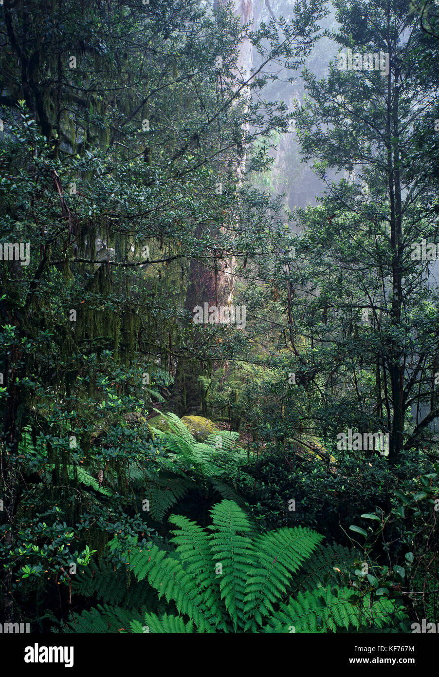 Mist shrouded cool temperate rainforest dominated by Antarctic beech trees (Nothofagus moorei), with hanging moss (Papillaria sp.). New England Nation Stock Photo