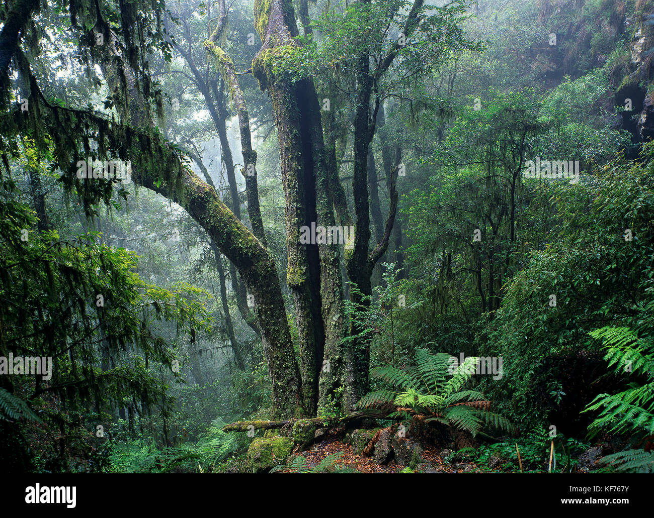 Mist-shrouded cool temperate rainforest dominated by Antarctic beech (Nothofagus moorei), New England National Park, New South Wales, Australia Stock Photo