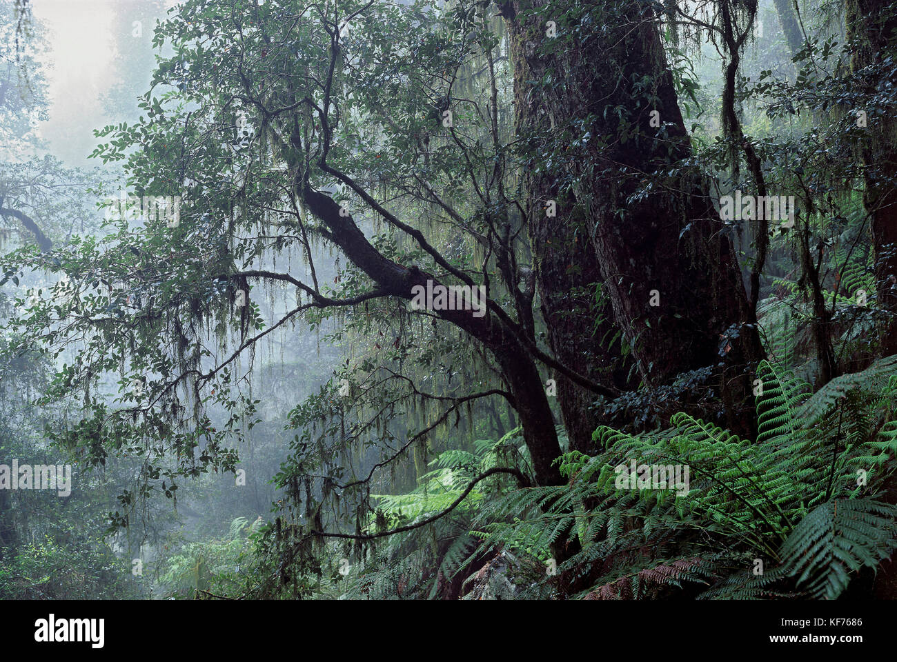 Mist-shrouded cool temperate rainforest dominated by Antarctic beeches (Nothofagus moorei), with hanging moss (Papillaria sp.). New England National P Stock Photo