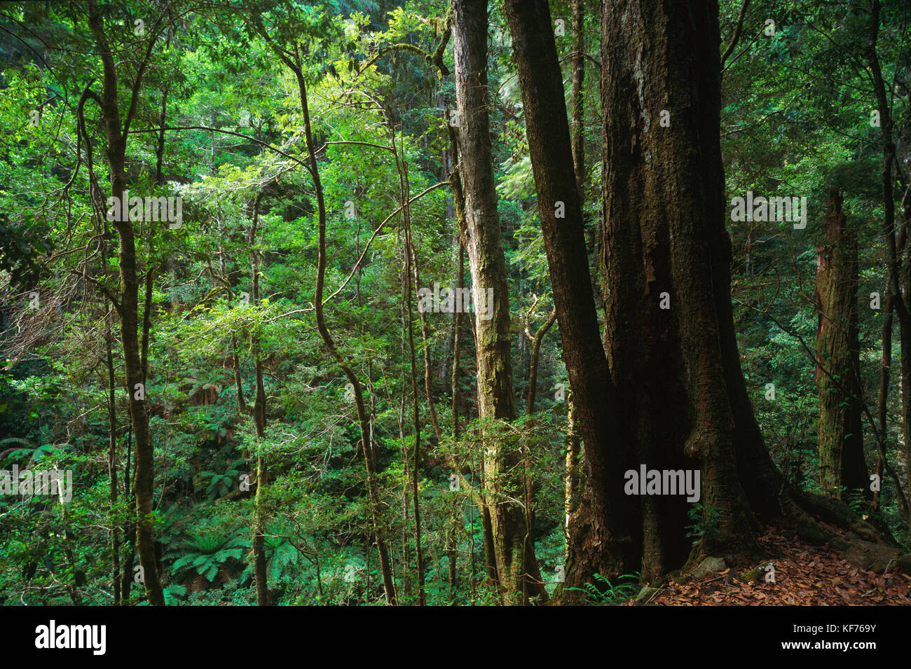 Cool temperate rainforest with Antarctic beech (Lophozonia moorei), Werrikimbe National Park, New South Wales, Australia Stock Photo