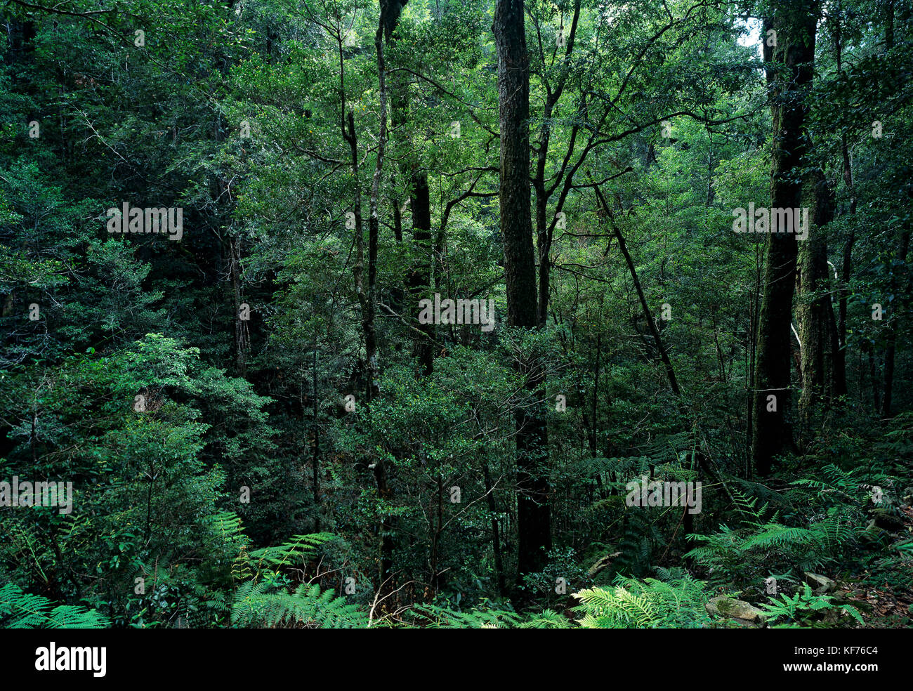Cool temperate rainforest with Antarctic beech (Nothofagus moorei), Werrikimbe National Park, New South Wales, Australia Stock Photo
