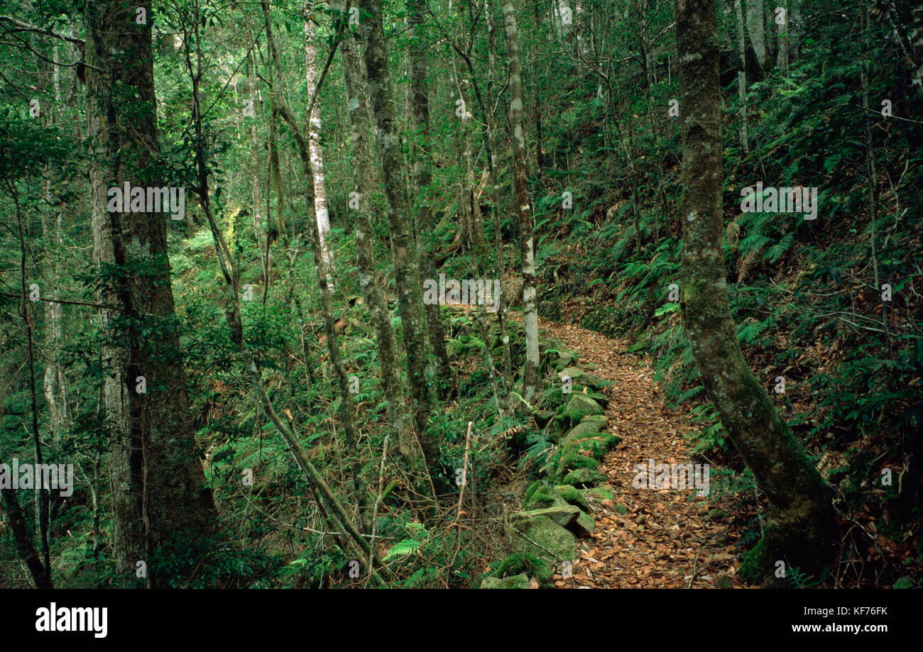 Cool temperate rainforest dominated by Antarctic beech (Nothofagus moorei) and Coachwood trees (Ceratopetalum apetalum), with track winding through. W Stock Photo