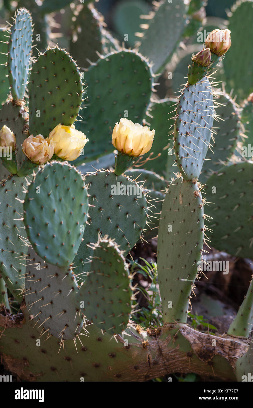 Italy A Prickly Pear Cactus Opuntia Indian Fig In Flower Stock