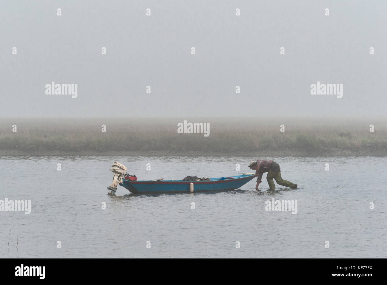 Venice, Italy. A fisherman gathering shellfish in the shallow water of the Venetian lagoon at dawn on a misty morning Stock Photo
