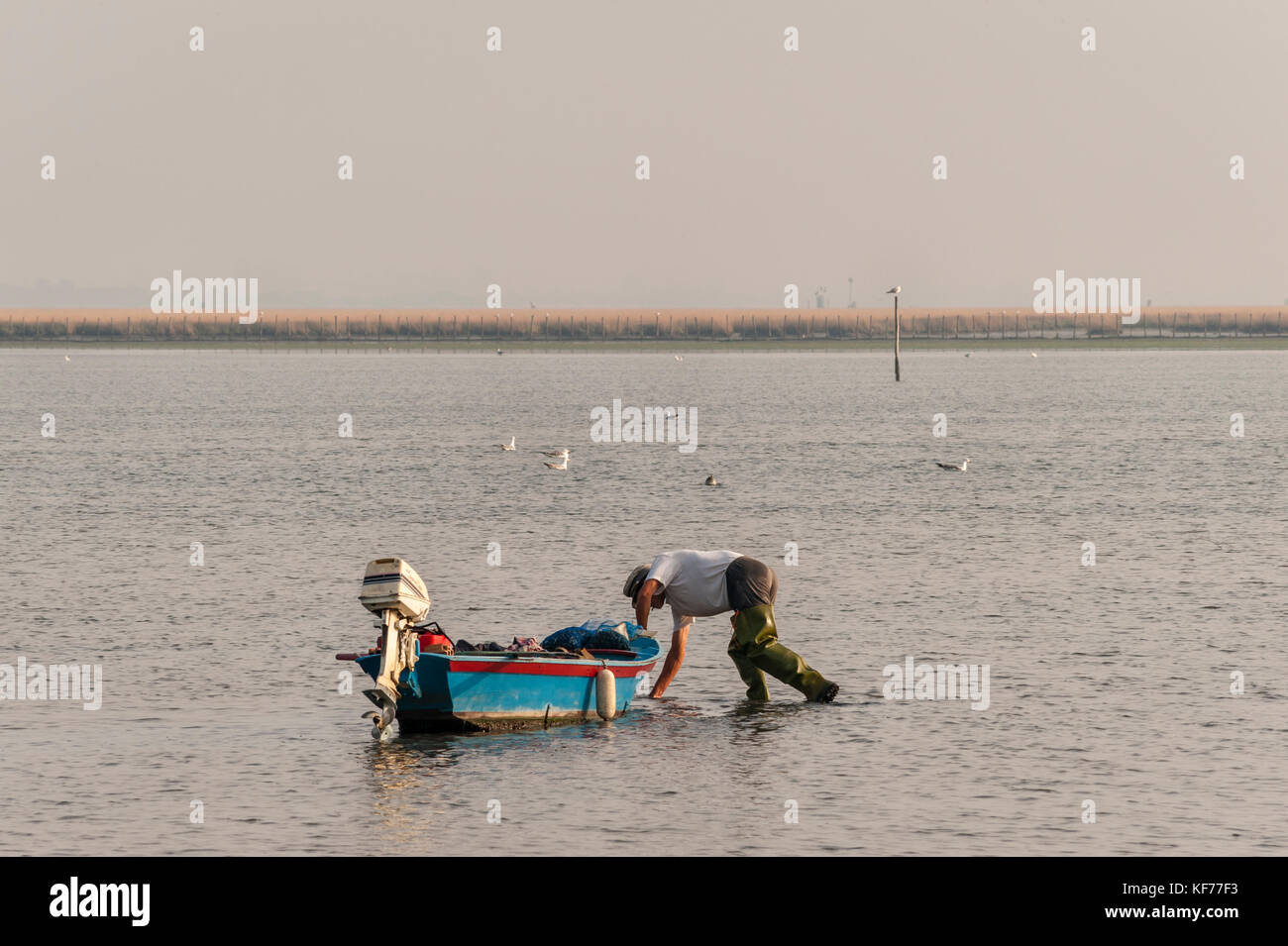 Venice, Italy. A fisherman gathering shellfish in the shallow water of the Venetian lagoon, at sunrise Stock Photo