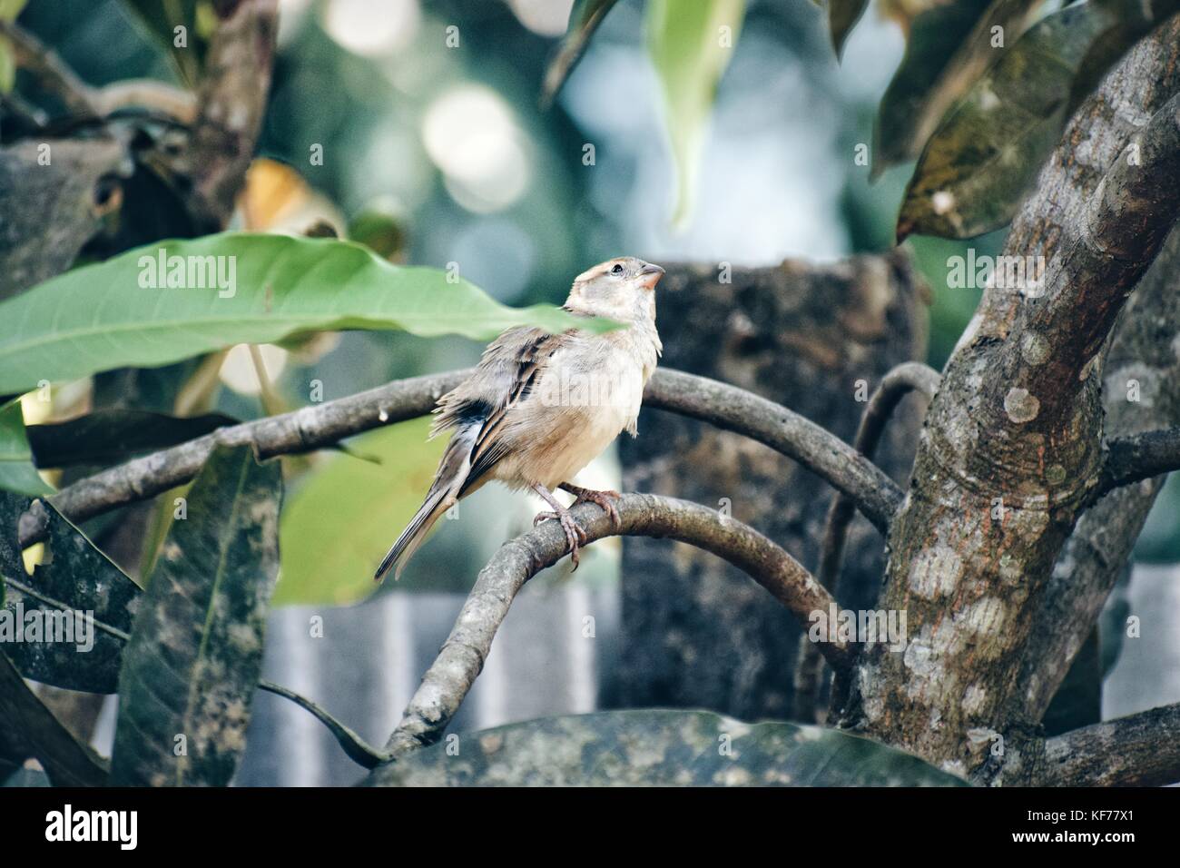 The Sparrow. Stock Photo