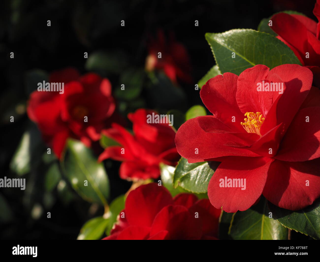 Red, crimson camellia flowers and blooms. Stock Photo