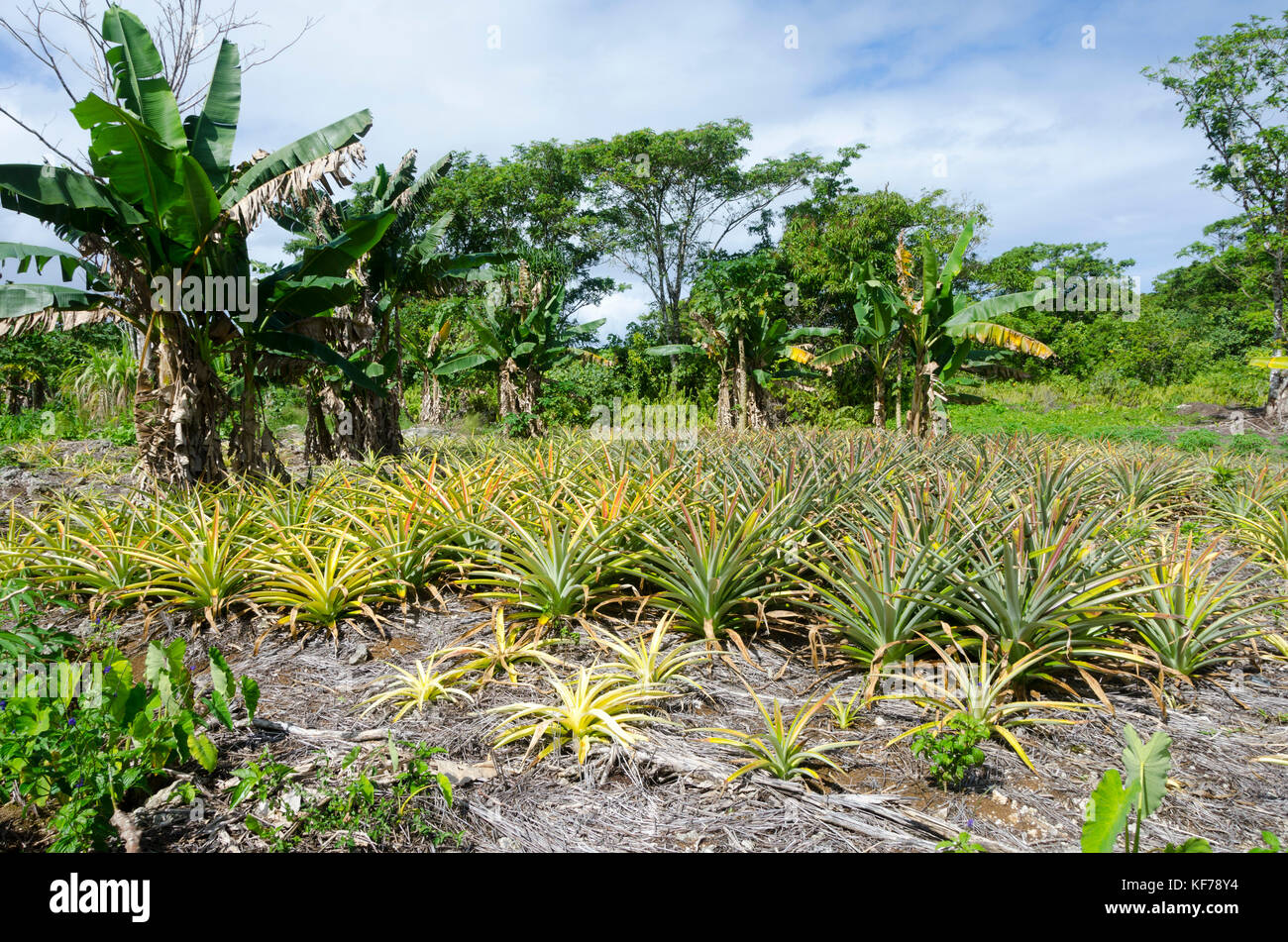 Banana plants garden hires stock photography and images Alamy