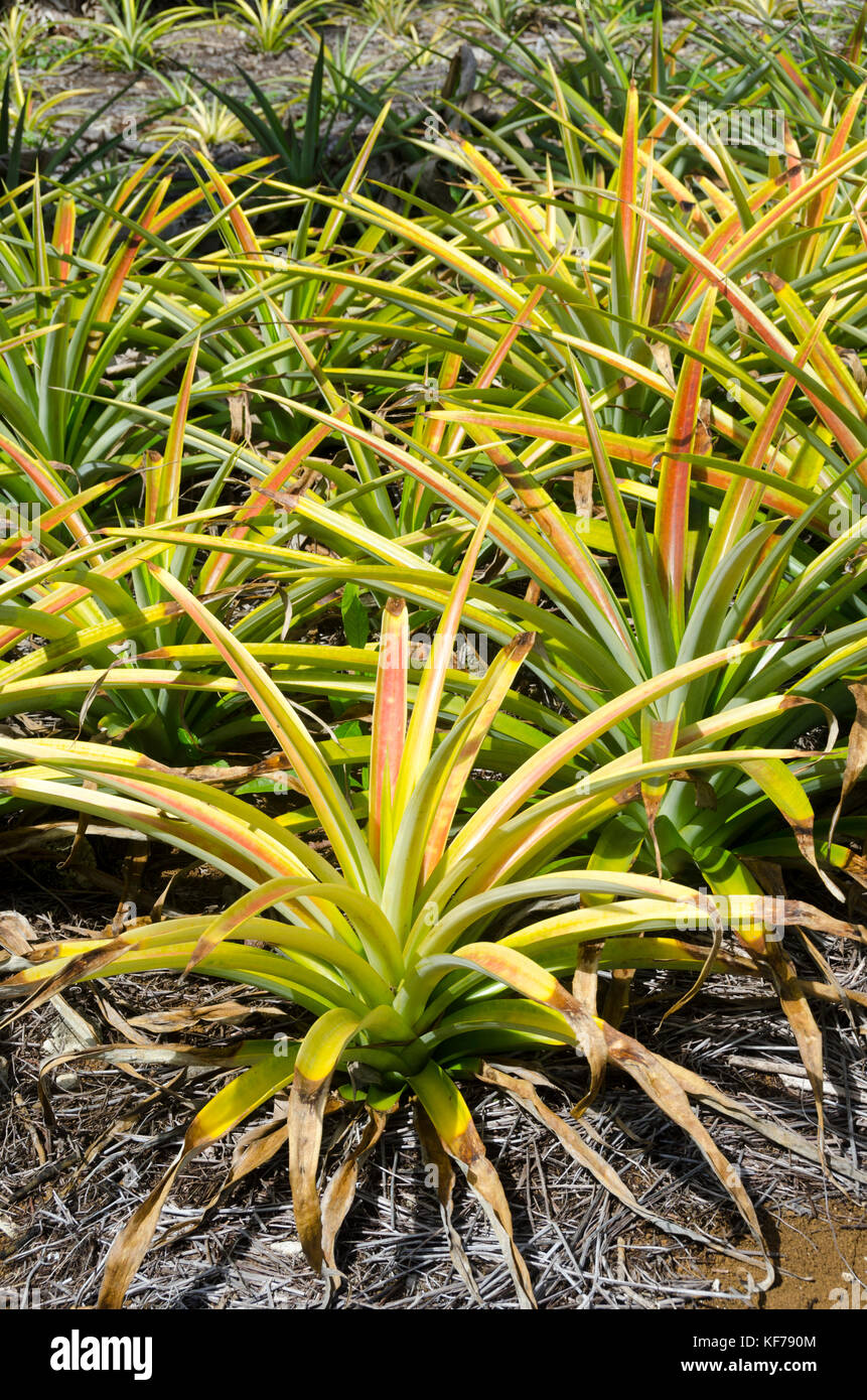 Pineapple plants hires stock photography and images Alamy
