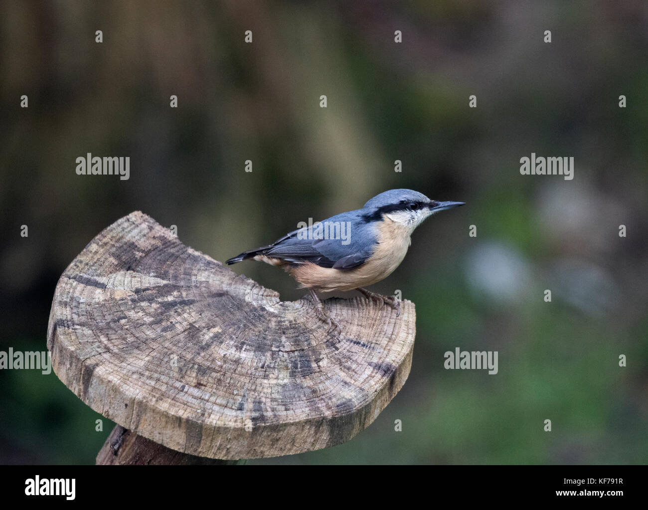 Nuthatch Sita Europeans Stock Photo