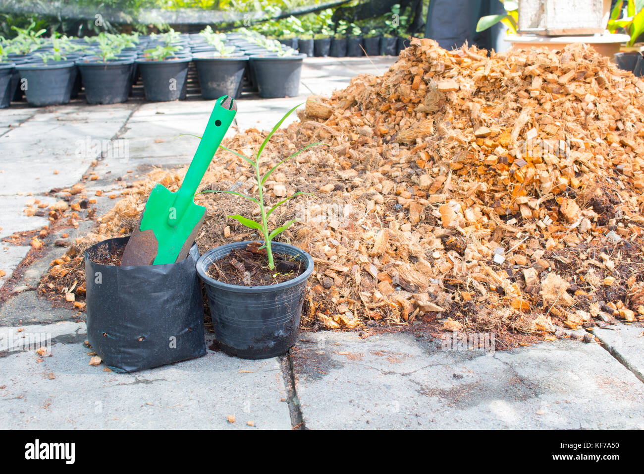 The Sowing The Preparing Plants For Propagation Stock Photo Alamy