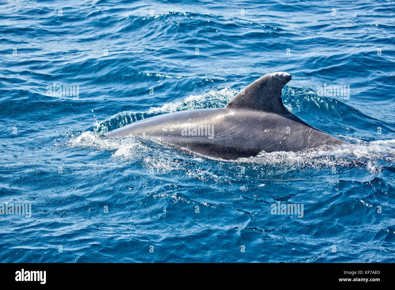 dorsal fin of dolphin swimming over the sea Stock Photo - Alamy