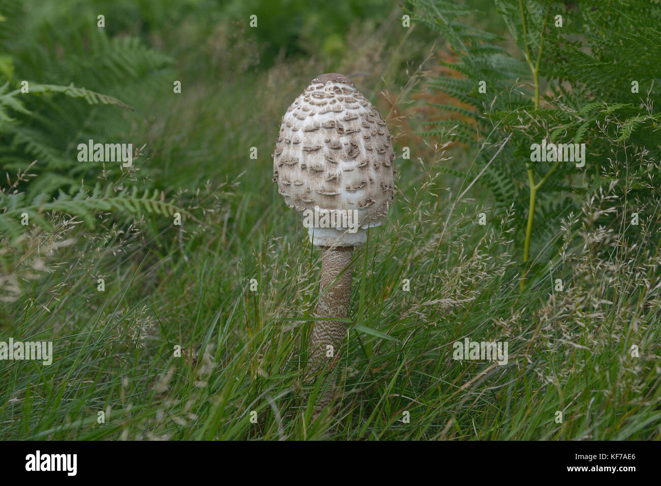 The Parasol Mushroom/Lepiota (Macrolepiota procera) England UK Stock Photo