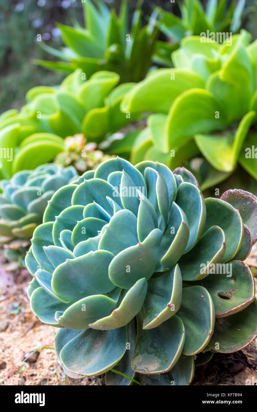 Close up of a Succulent plant on a green environment Stock Photo
