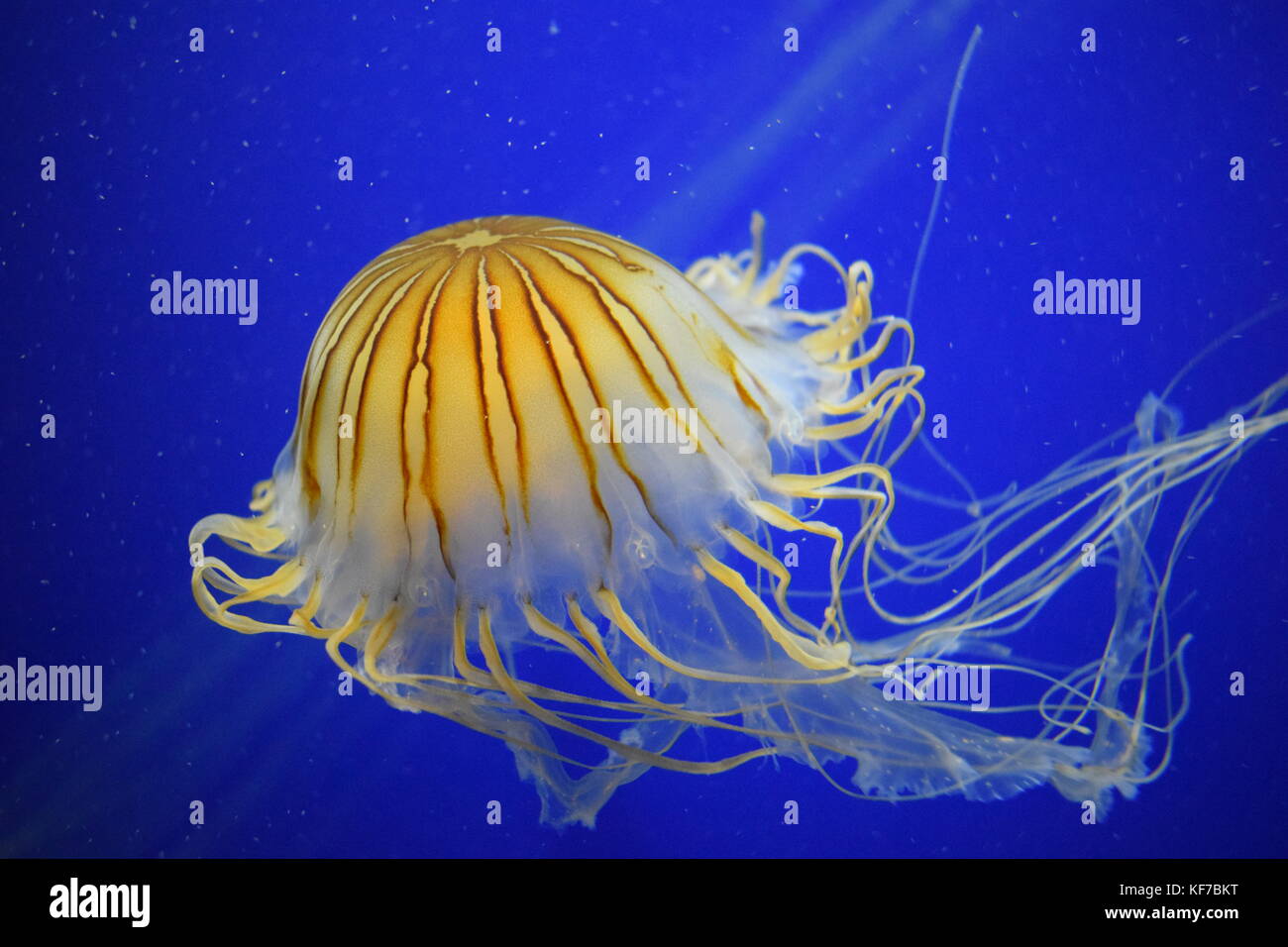 A free floating jellyfish at the Georgia Aquarium Stock Photo