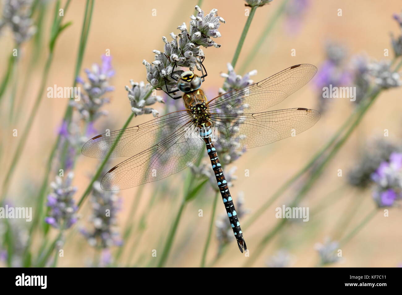 Male Migrant Hawker resting on Lavender flowers Stock Photo