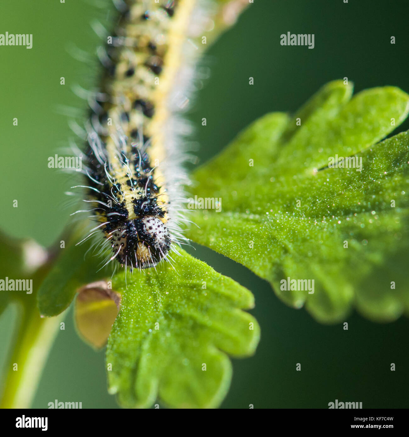 A close-up of a large white butterfly caterpillar Stock Photo - Alamy
