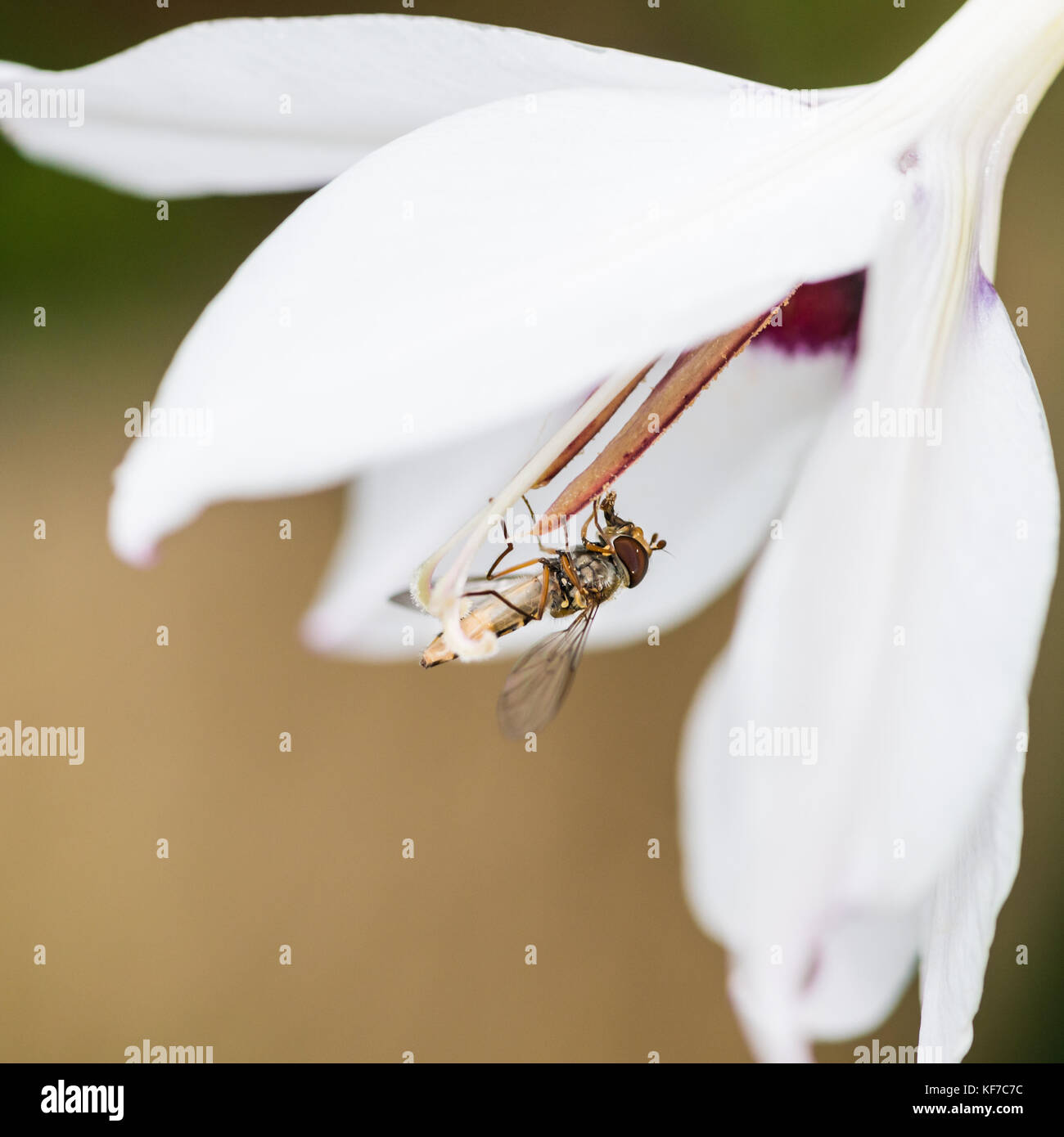 A macro shot of a hoverfly feeding from an acidanthera bloom. Stock Photo