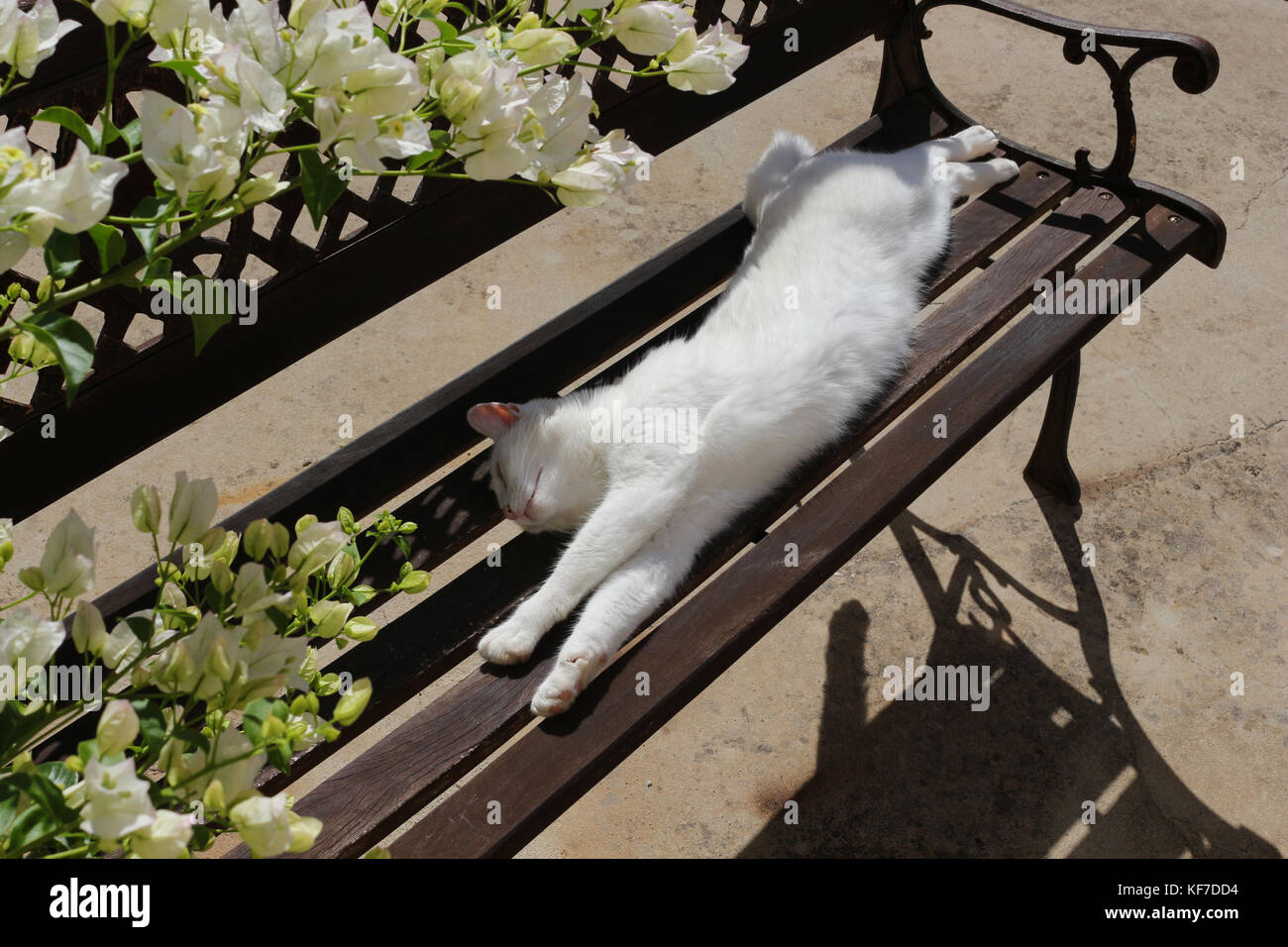 domestic cat, white, lying on a garden bench Stock Photo - Alamy