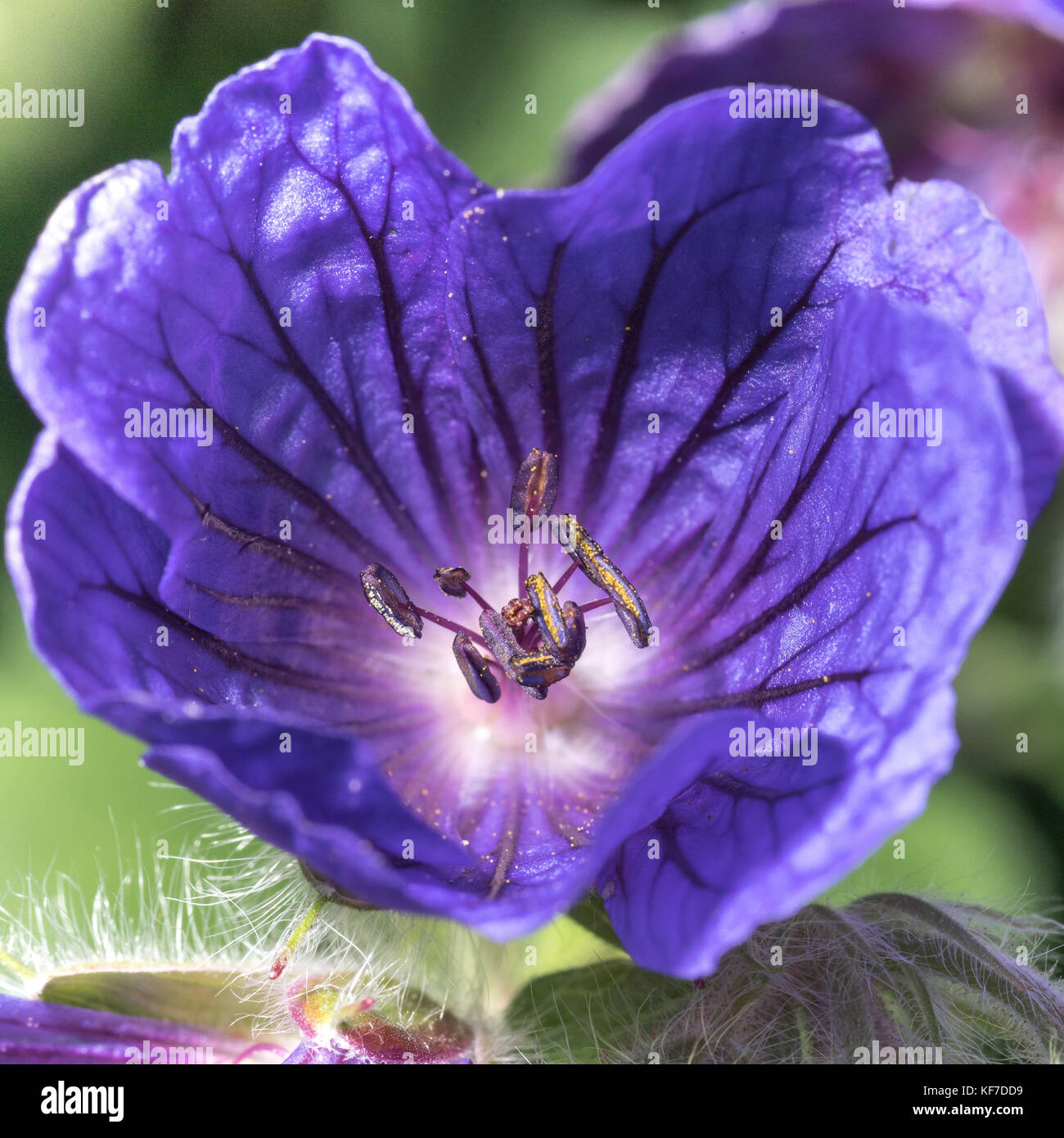 Purple flower close up Stock Photo - Alamy