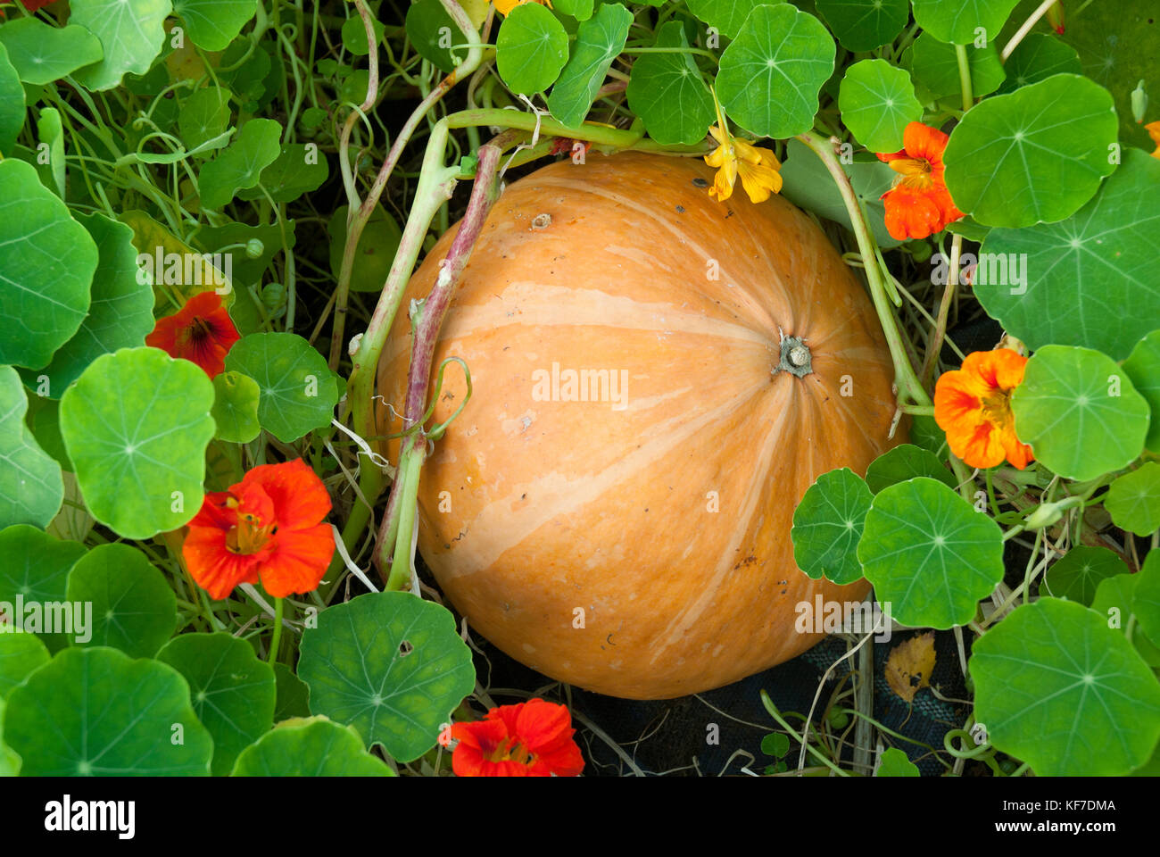 Orange striped pumpkin growing among colourful nasturtiums. Stock Photo