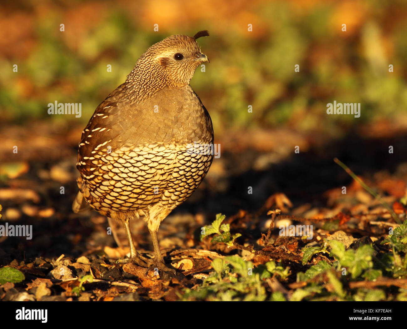 Female quail hi-res stock photography and images - Alamy