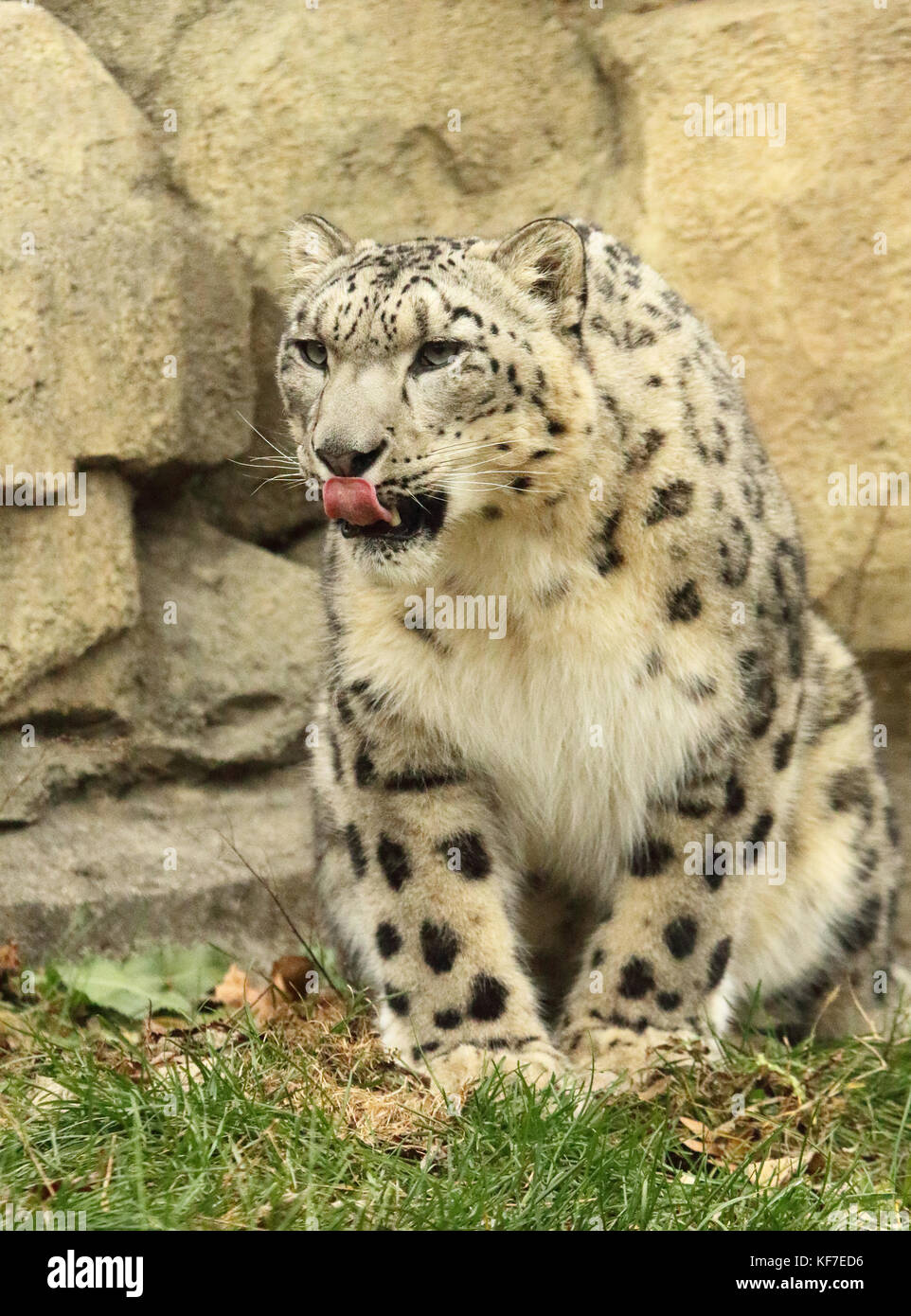 A Snow Leopard considering a pounce. Stock Photo