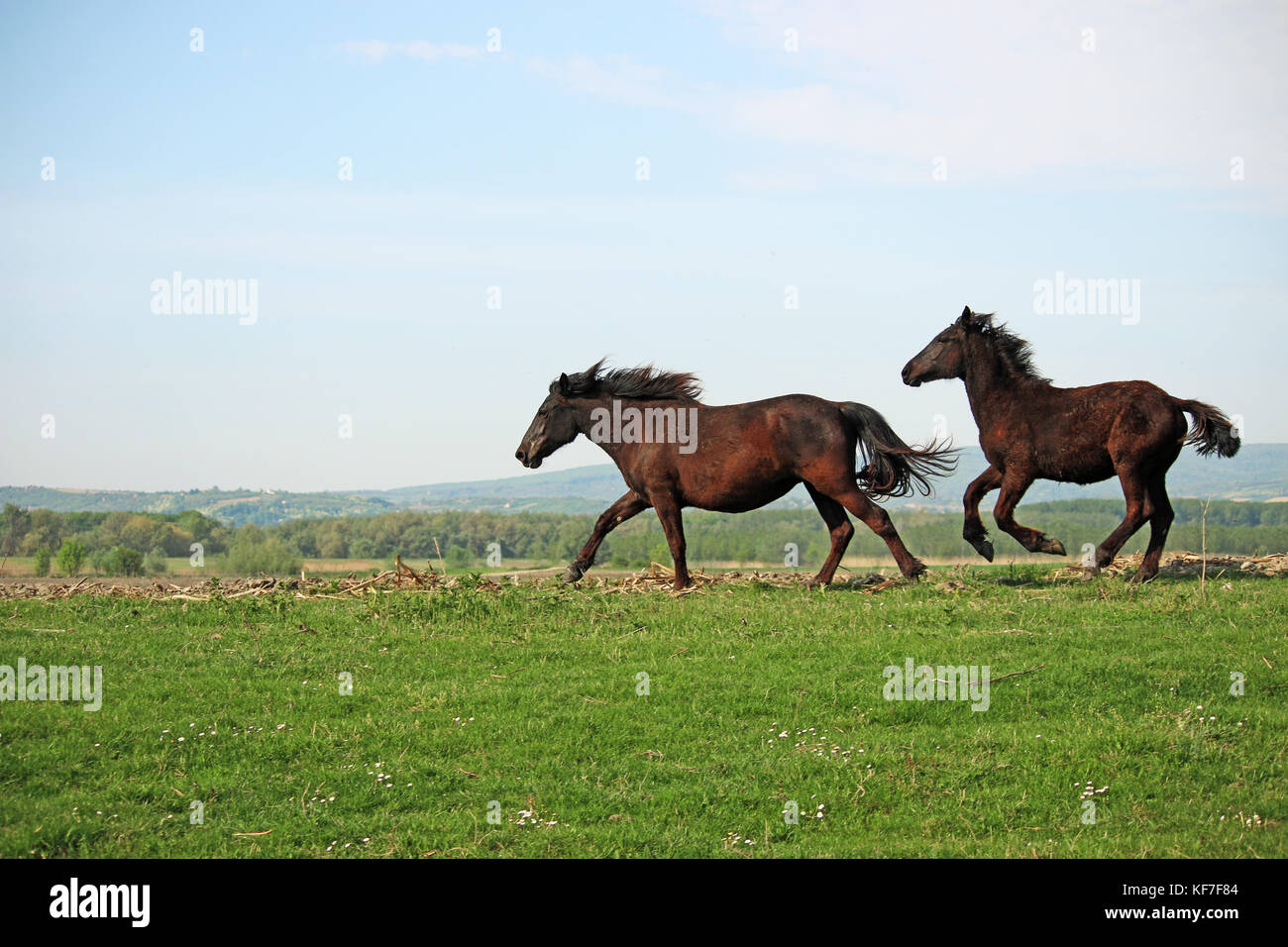 horses running on field Stock Photo