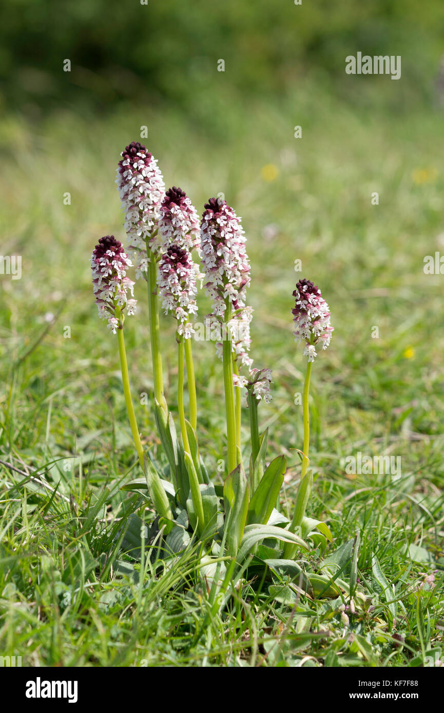 Burnt Tip Orchid flowering on the Great Bokerly Ditch at Martin Down. Stock Photo