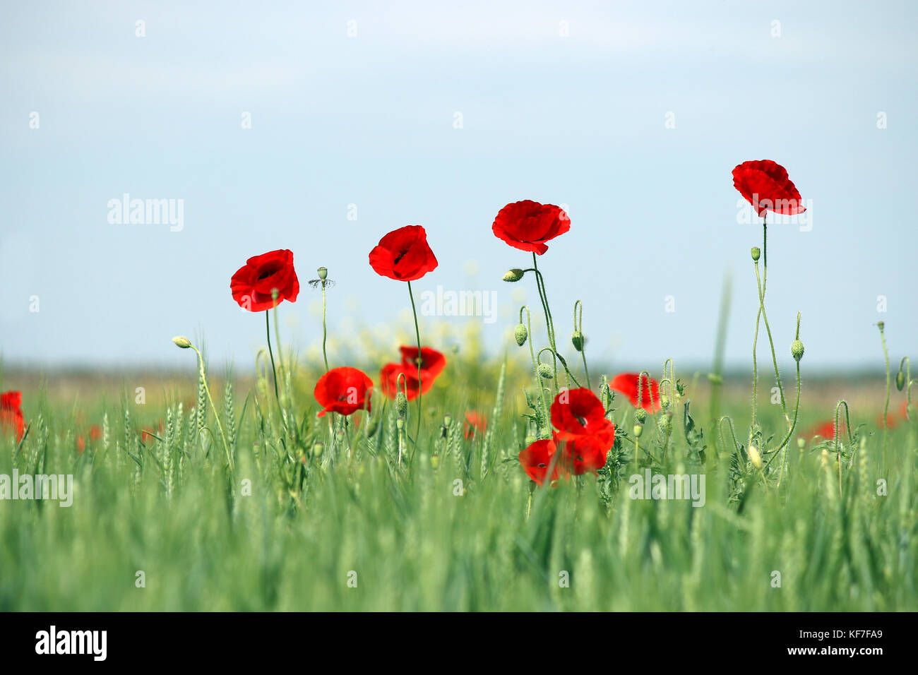 poppies flower on field spring season Stock Photo - Alamy
