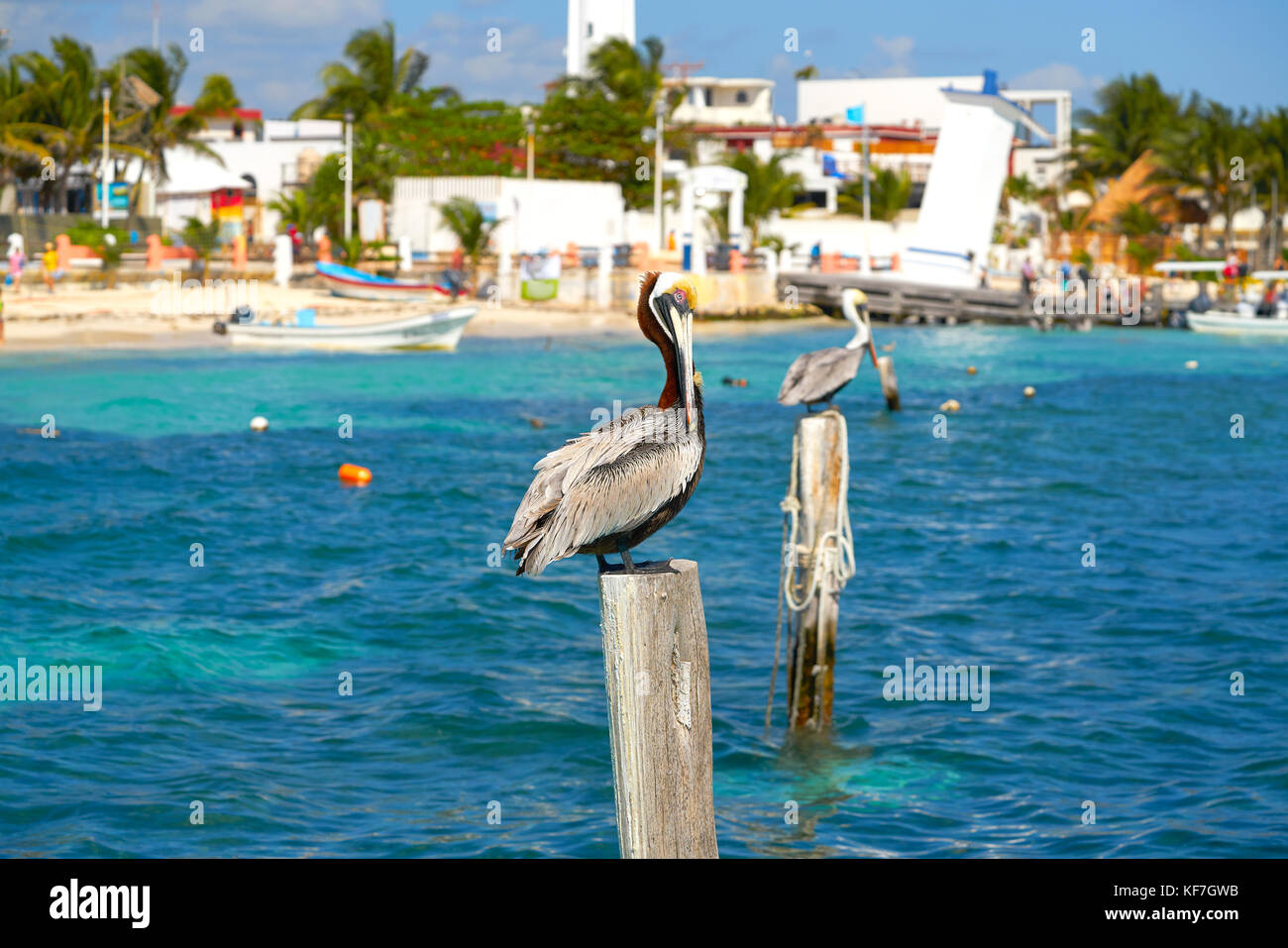 Caribbean Pelican on a beach pole in Mexico Riviera Maya Stock Photo