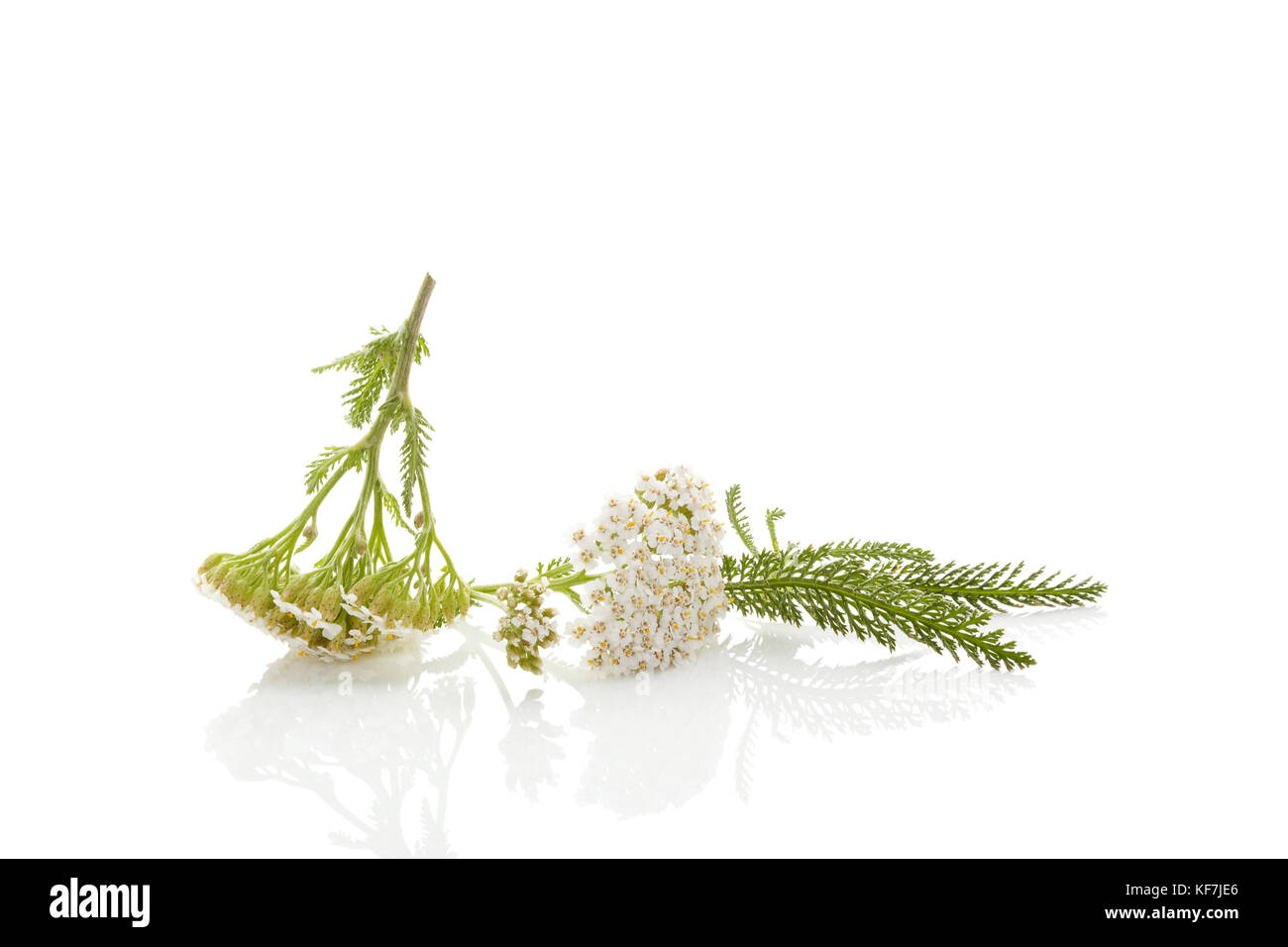Achillea plant isolated on white background with reflection. Yarrow, bloodwort, allheal. Stock Photo