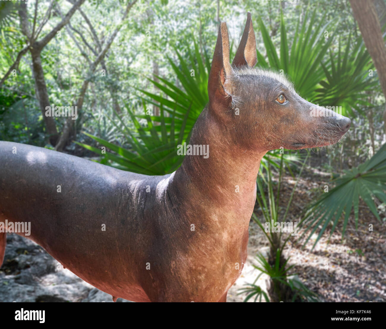 Mexican Hairless Dog High Resolution Stock Photography And Images Alamy