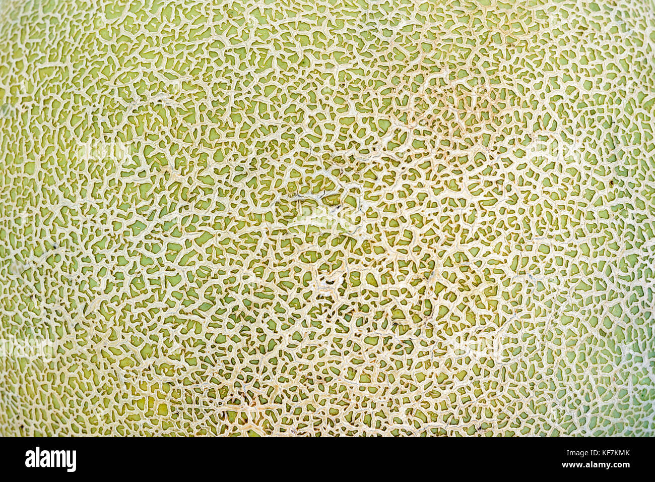 Closeup view of musk melon skin texture as abstract background Stock Photo