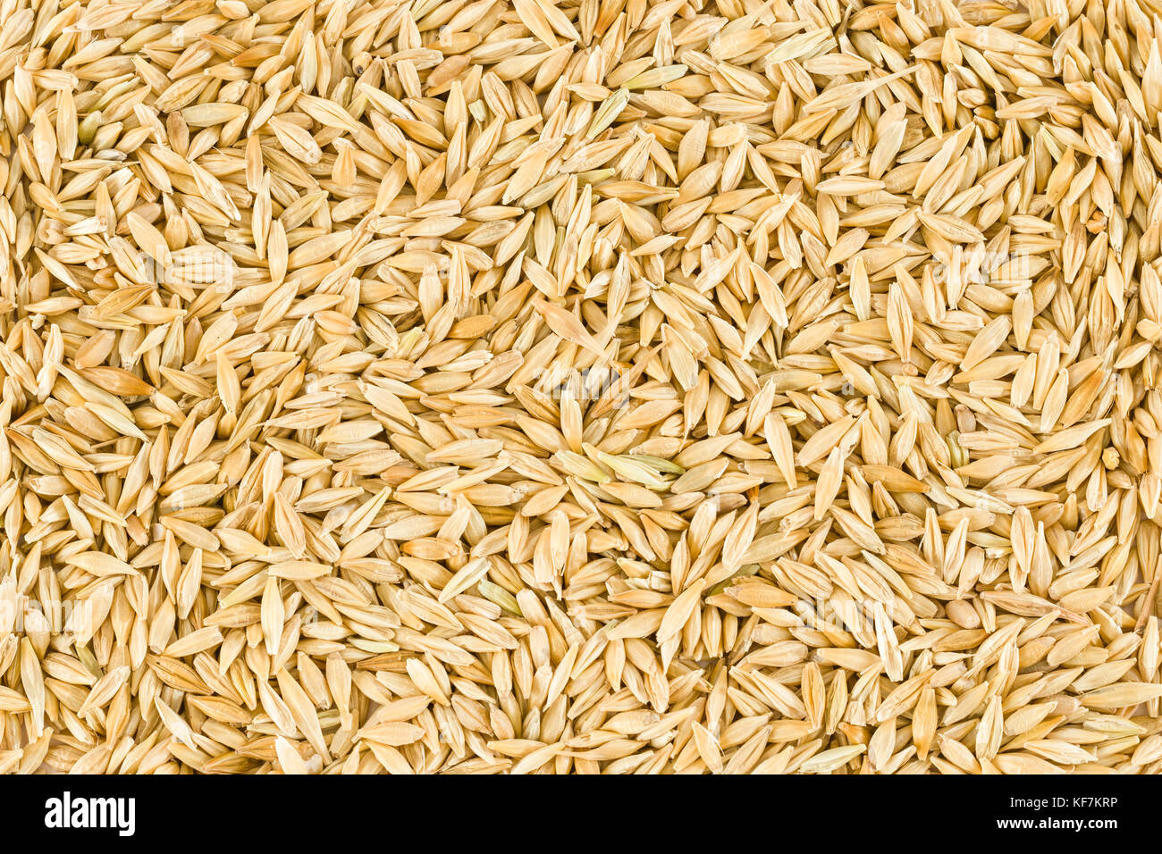 Barley Grains filled in as background Stock Photo