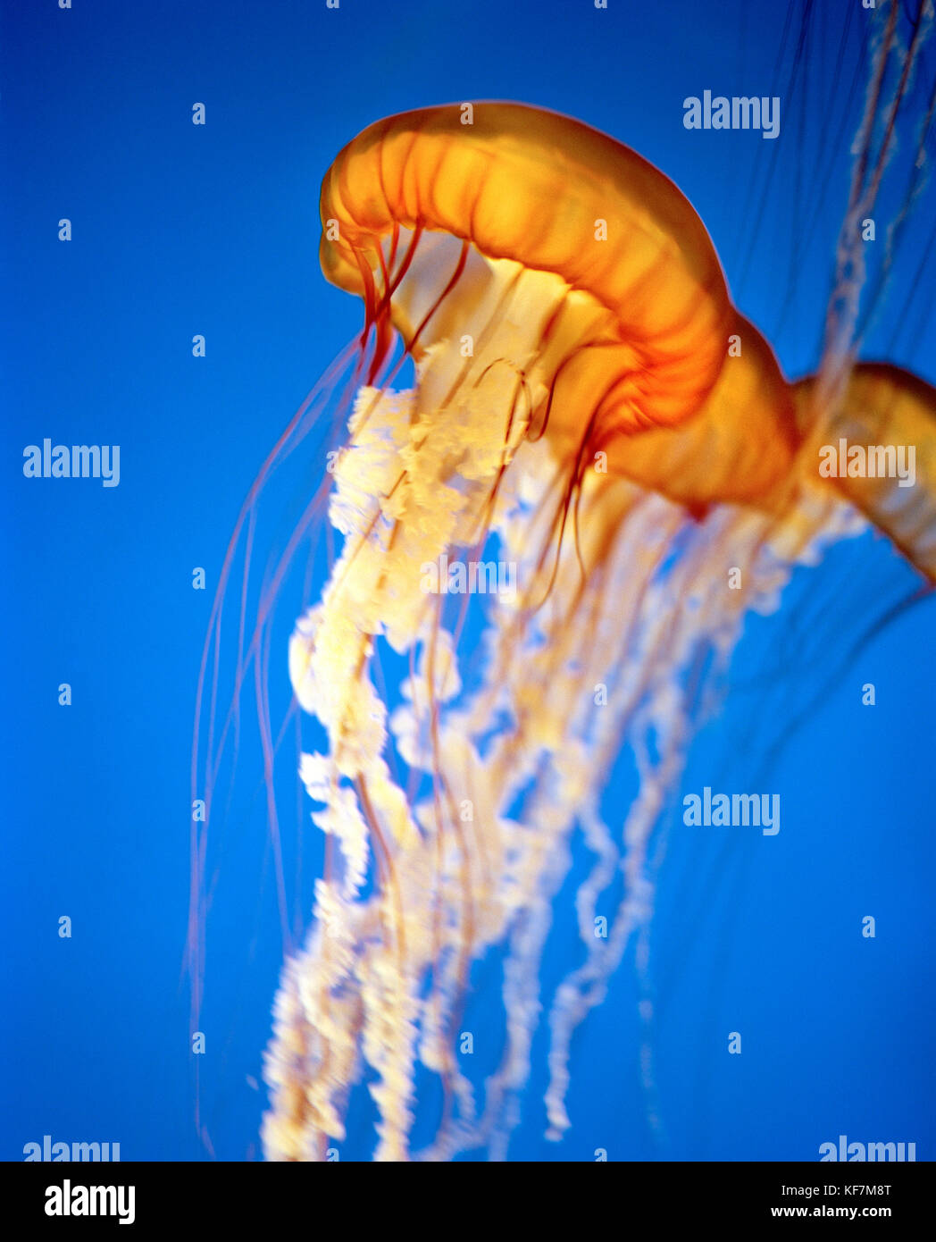 USA, California, Monterey Bay, Black Sea Nettle Jellyfish, Monterey Bay Aquarium Stock Photo