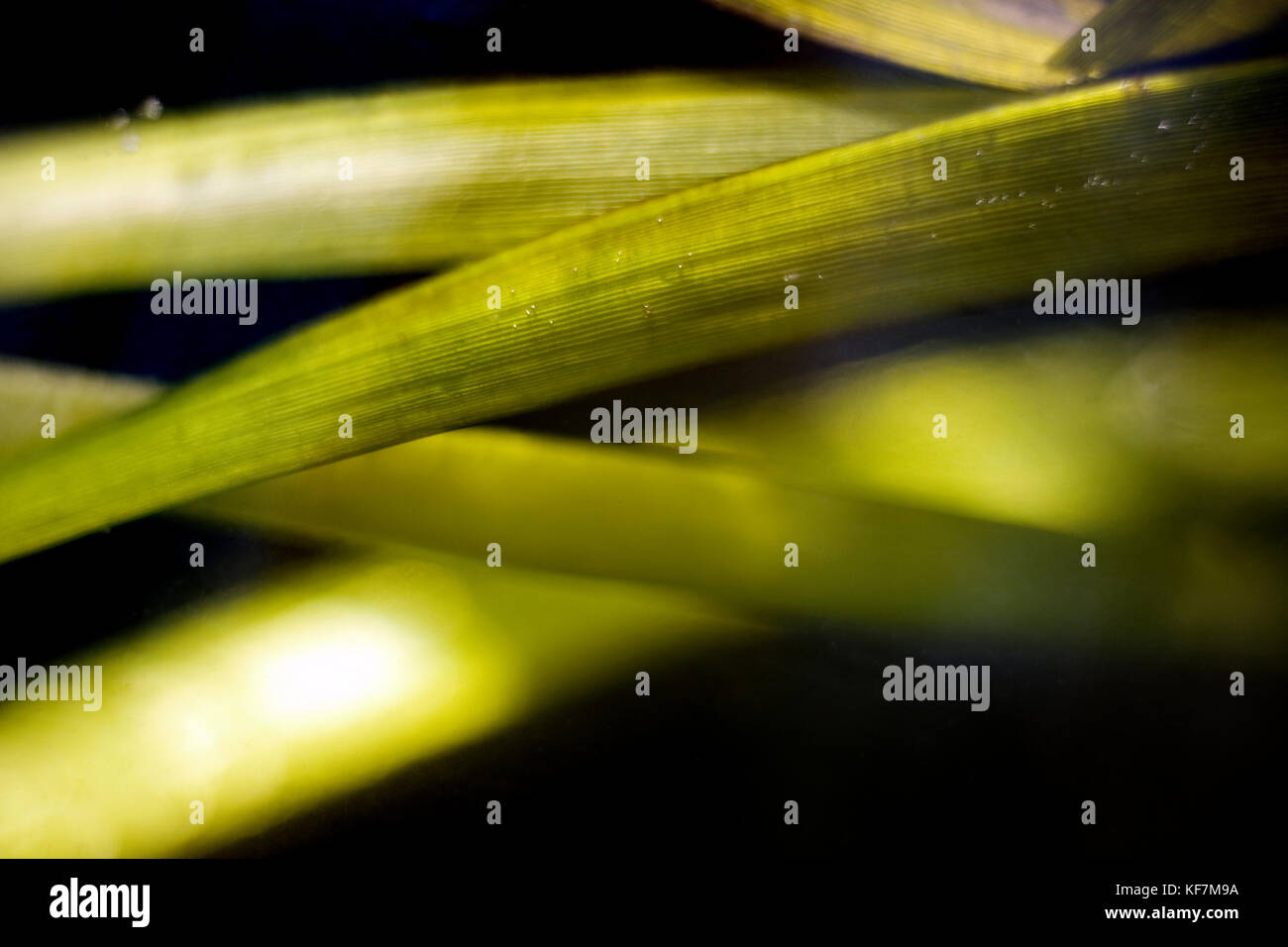USA, California, Tiburon, close-up of eel grass, Richardson Bay Stock Photo