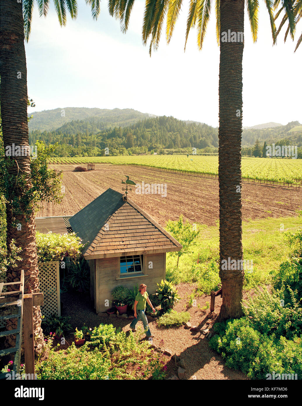 USA, California, Napa, elevated view of woman walking by a garden shed with a vineyard in the background, Spottswoode Vineyard Stock Photo