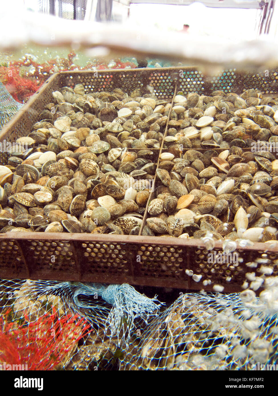 USA, California, bags of fresh oysters for sale at Hog Island Oysters