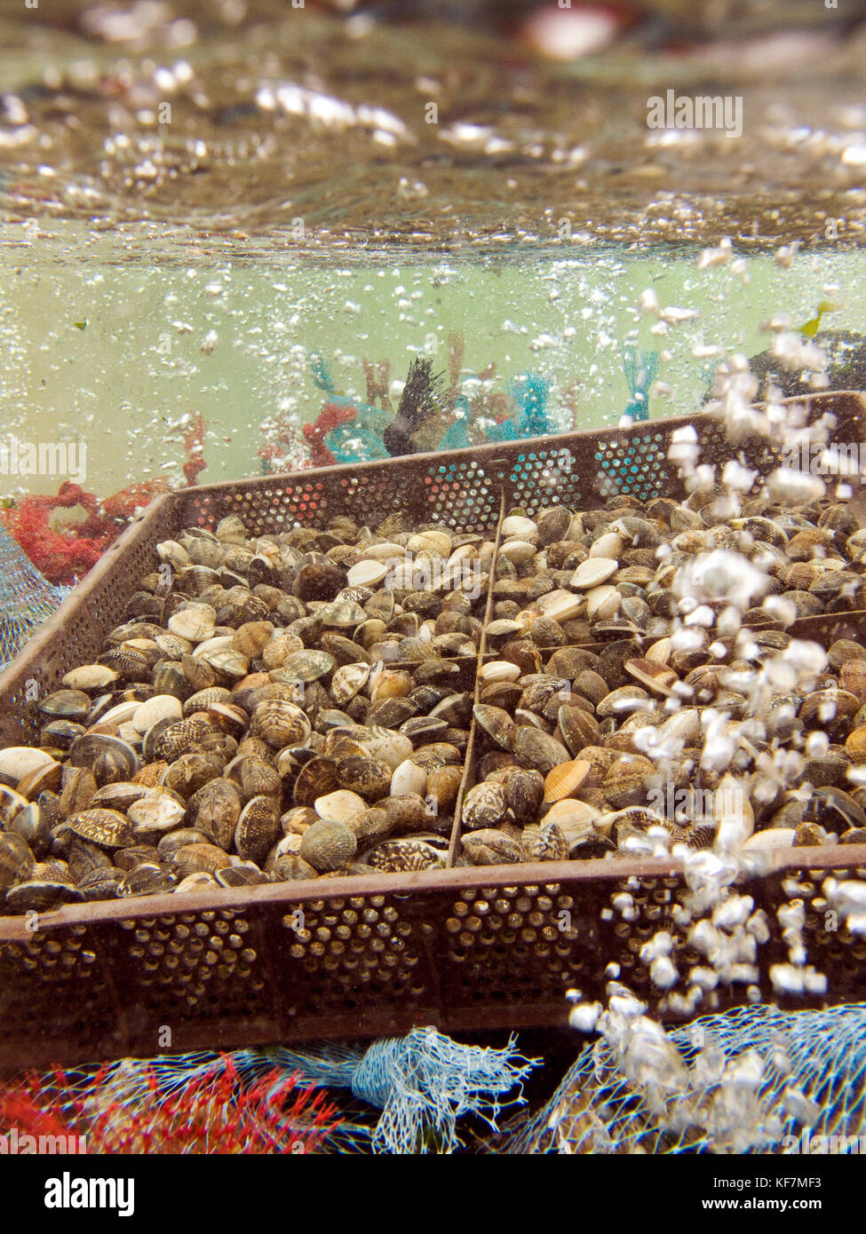 USA, California, bags of fresh oysters for sale at Hog Island Oysters