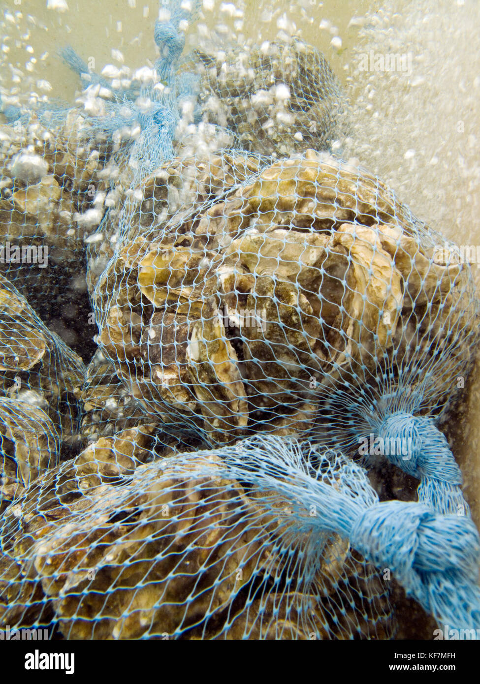 USA, California, bags of fresh oysters for sale at Hog Island Oysters