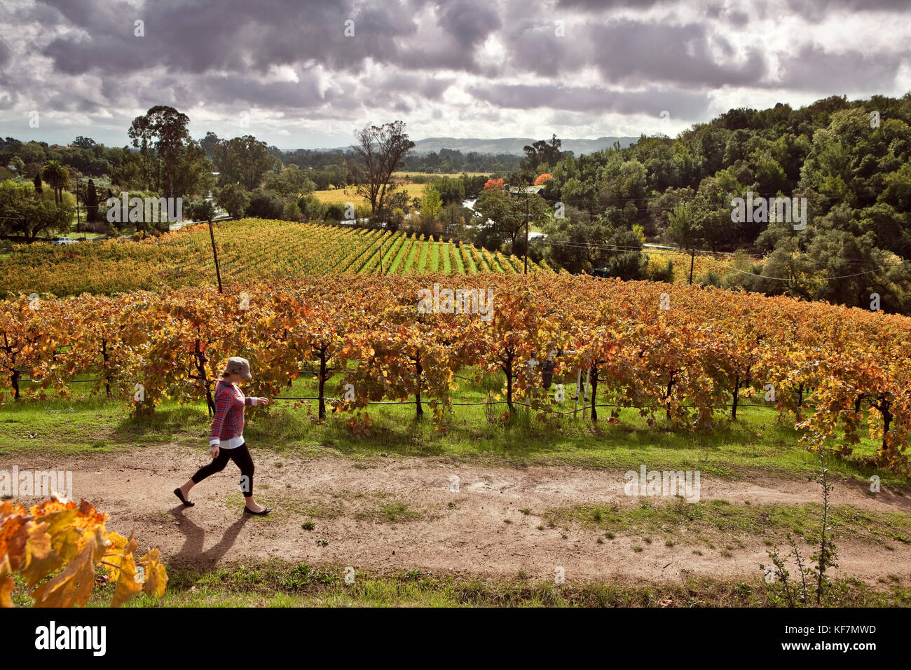 USA, California, Sonoma, Kit Paquin walks through a majestic vineyard landscape in the fall, Ravenswood winery and vineyard Stock Photo