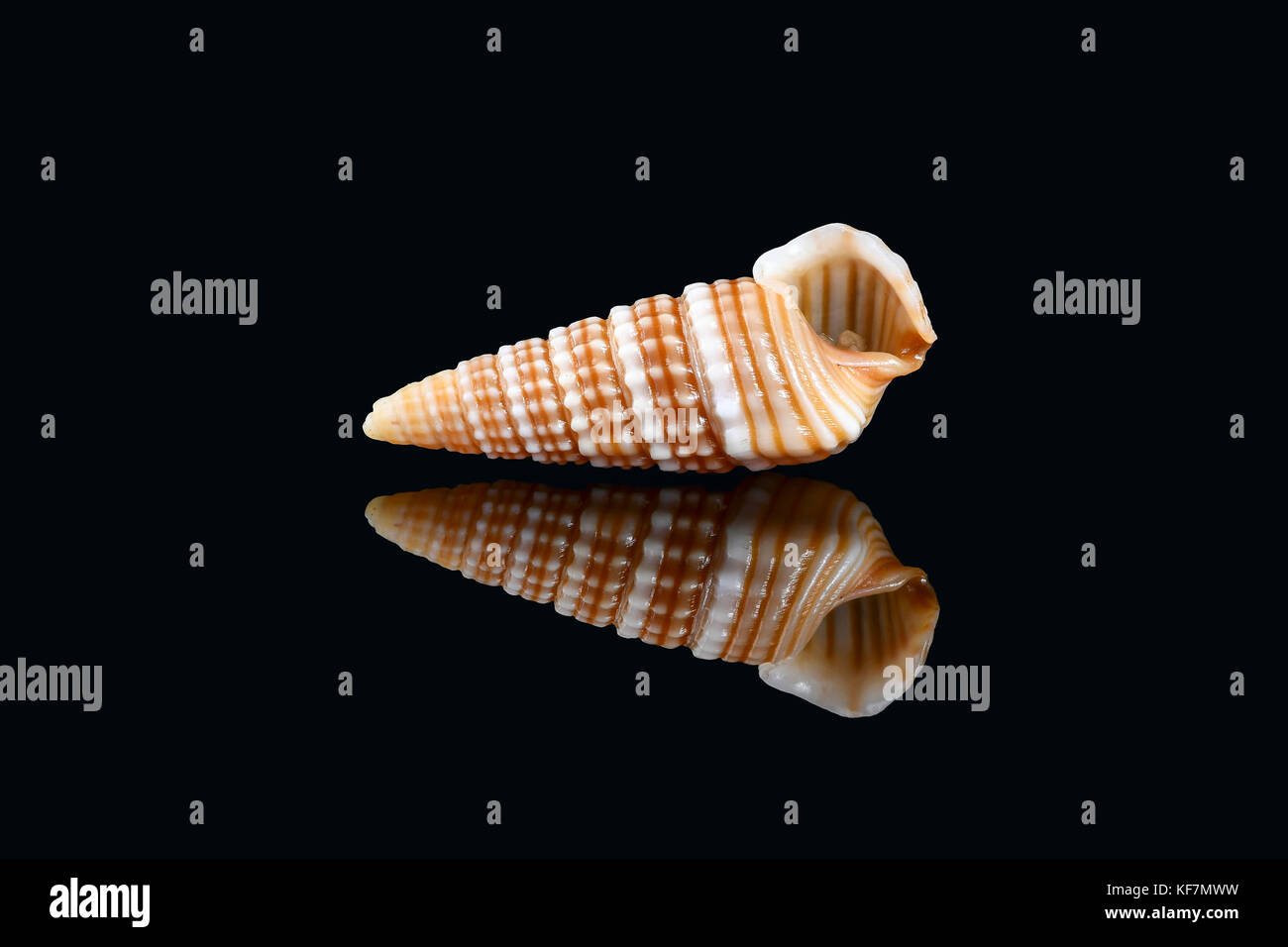 Girdled horn snail (Cerithidea (Cerithideopsilla) cingulata) on black background, Dubai, United Arab Emirates. L2,4xW1x0,75cm Stock Photo