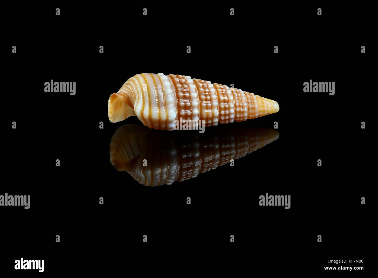 Girdled horn snail (Cerithidea (Cerithideopsilla) cingulata) on black background, Dubai, United Arab Emirates. L2,4xW1x0,75cm Stock Photo