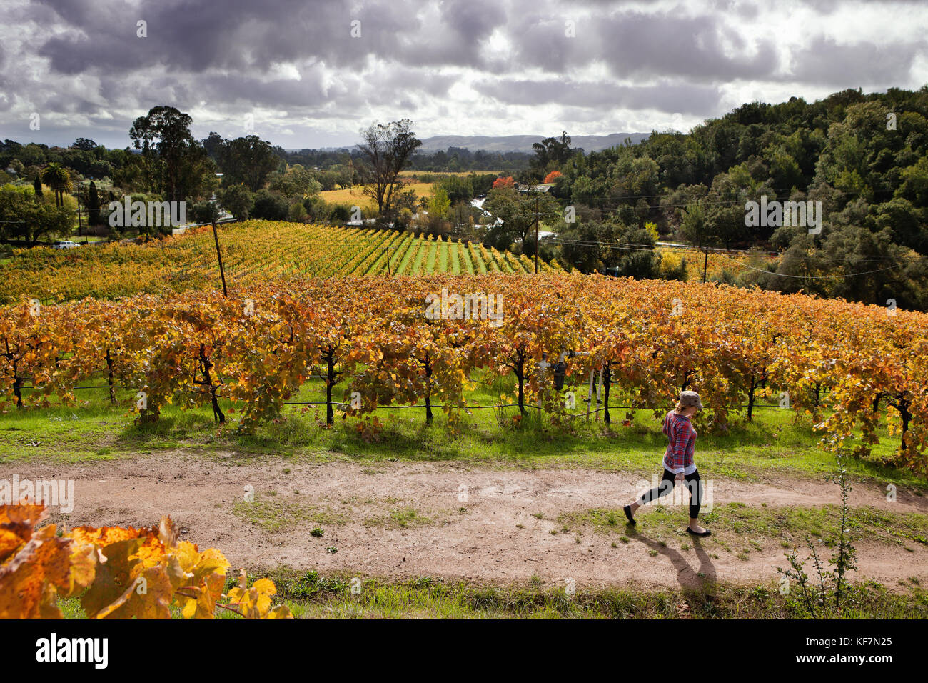 USA, California, Sonoma, Kit Paquin walks through a majestic vineyard