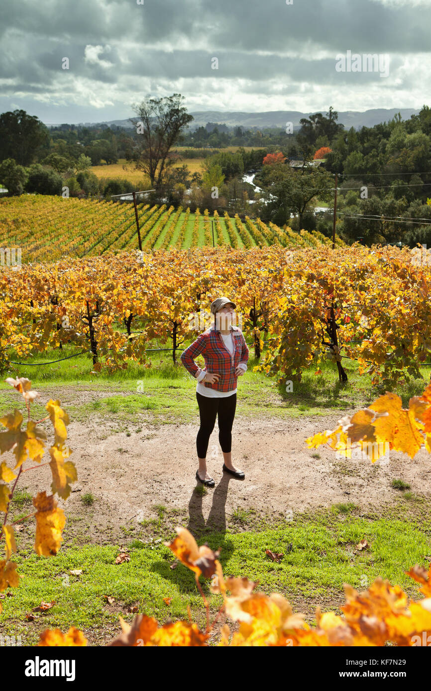 USA, California, Sonoma, Kit Paquin stands amidst a majestic vineyard landscape in the fall, Ravenswood winery and vineyard Stock Photo