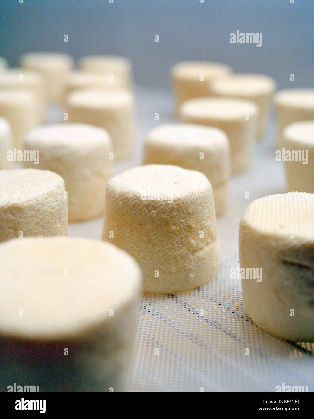 USA, California, Petaluma, Goat’s milk cheese drying at Andante Dairy Stock Photo