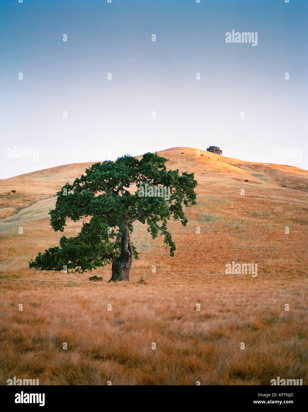 USA, California, Point Reyes Station, oak covered hillside landscape ...